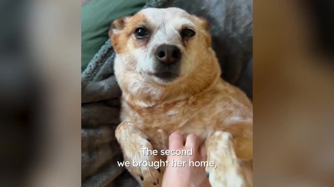 A small tan and white dog lying on its back on a grey blanket, looking directly at the camera while a hand gently pets its chest.
