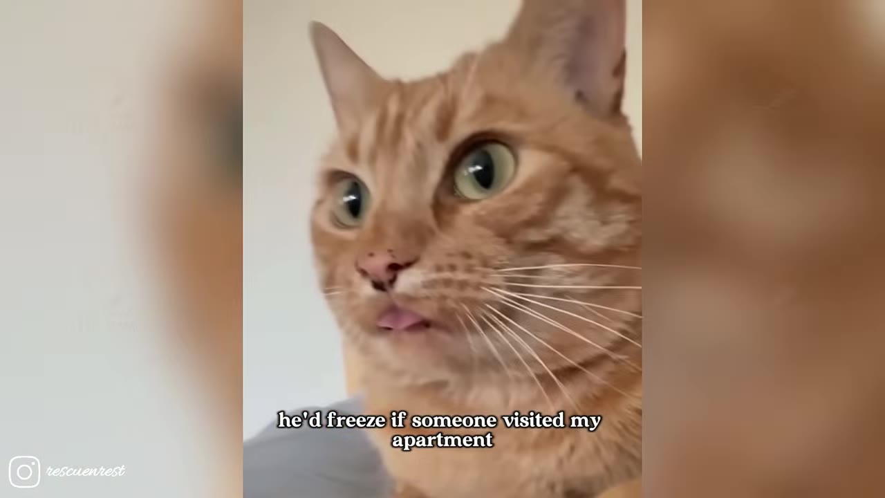 A close-up shot of an orange tabby cat looking alert with wide eyes.