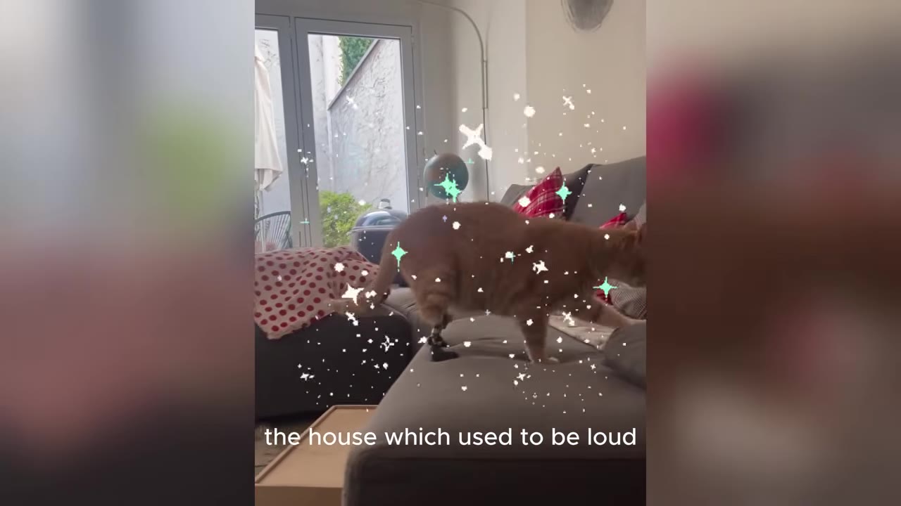 An orange cat walks across a grey sofa inside a living room, with a text overlay that reads 'the house which used to be loud'.