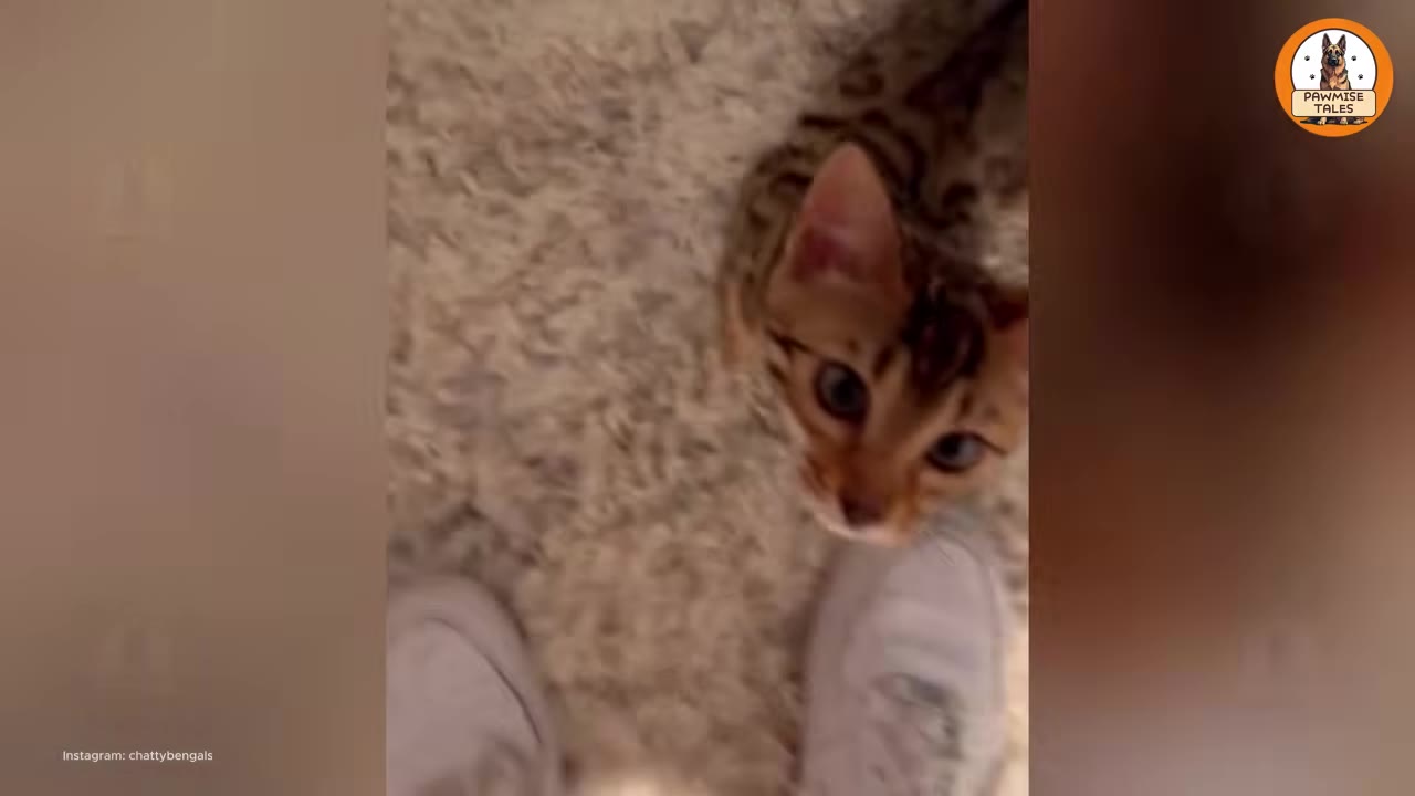 A close-up shot of a Bengal kitten looking up towards the camera next to a person's feet on a light-colored carpet.