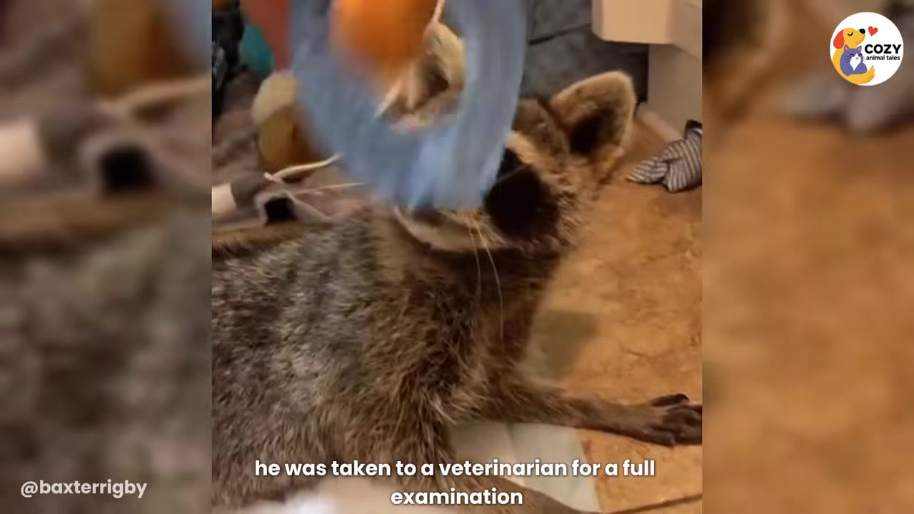 A raccoon lying down on an examination table while a person wearing a blue glove holds a medical tool near its face.
