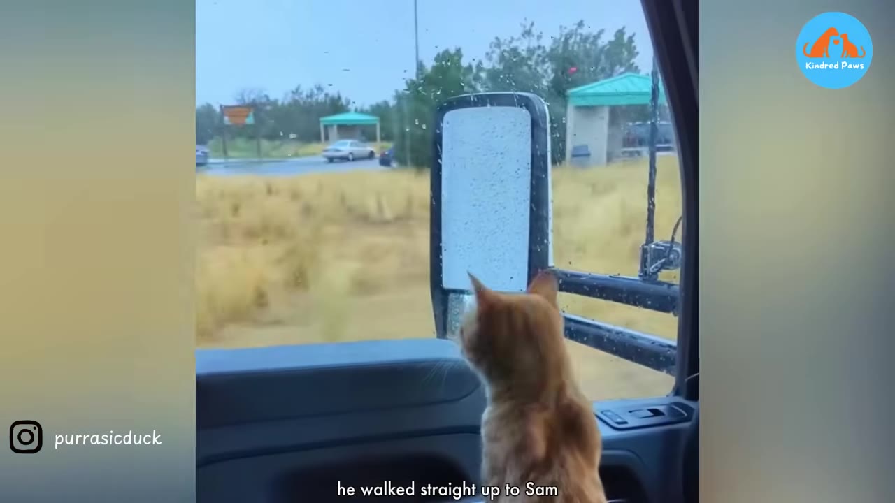 An orange cat inside a vehicle looks out the side window towards the side mirror, with a subtitle at the bottom that reads 'he walked straight up to Sam'.