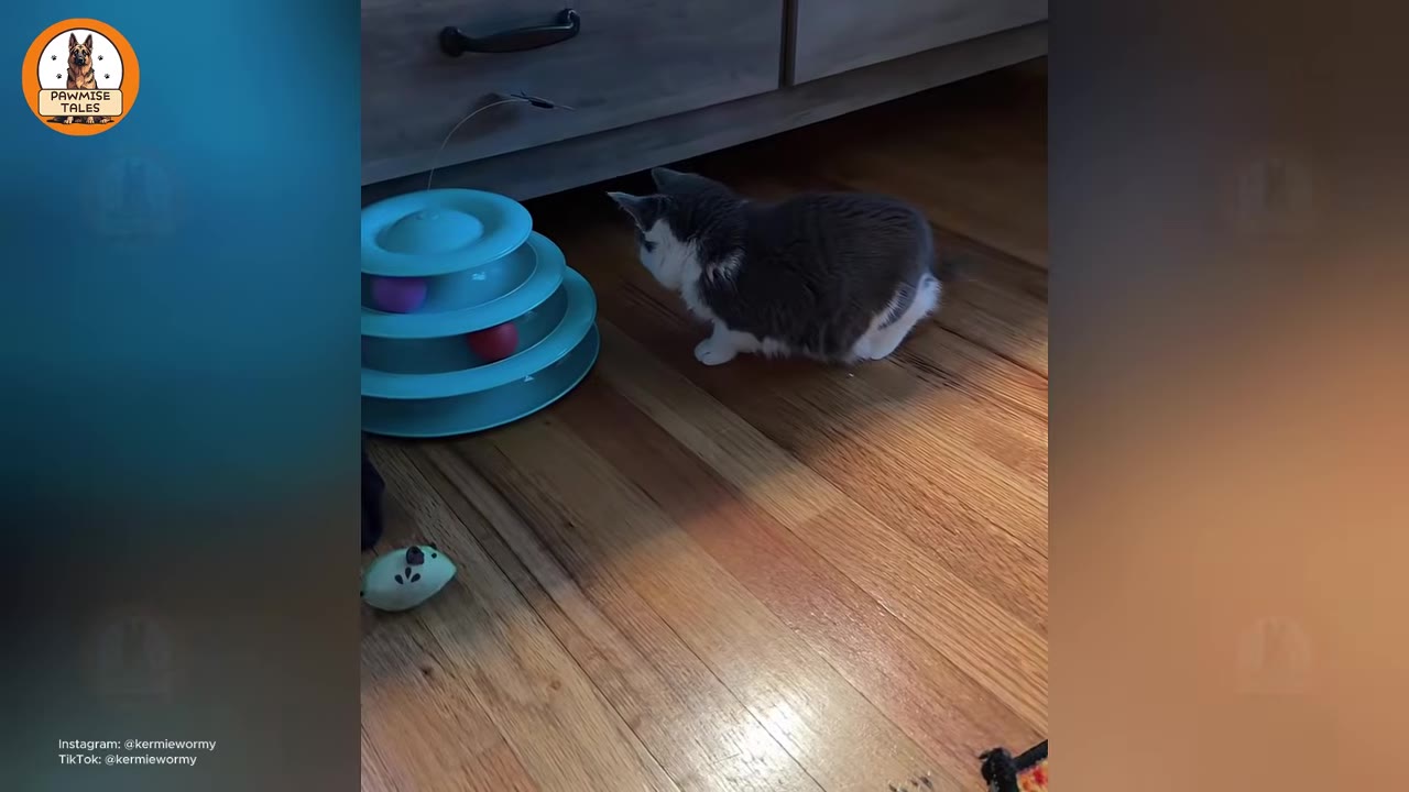 A small grey and white cat sits on a wooden floor next to a blue tiered ball toy.