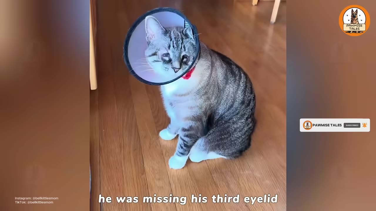 A tabby cat wearing a protective medical cone sits on a wooden floor, showing a visible eye condition.