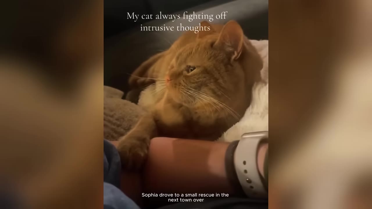 An orange tabby cat lying down on a blanket next to a person's arm wearing a smartwatch.
