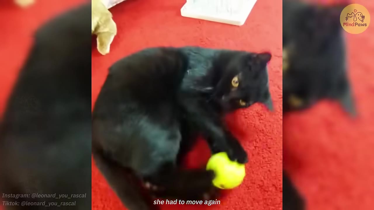 A black cat lying on a red carpet, playing with a bright yellow ball, with the subtitle 'she had to move again' visible at the bottom.