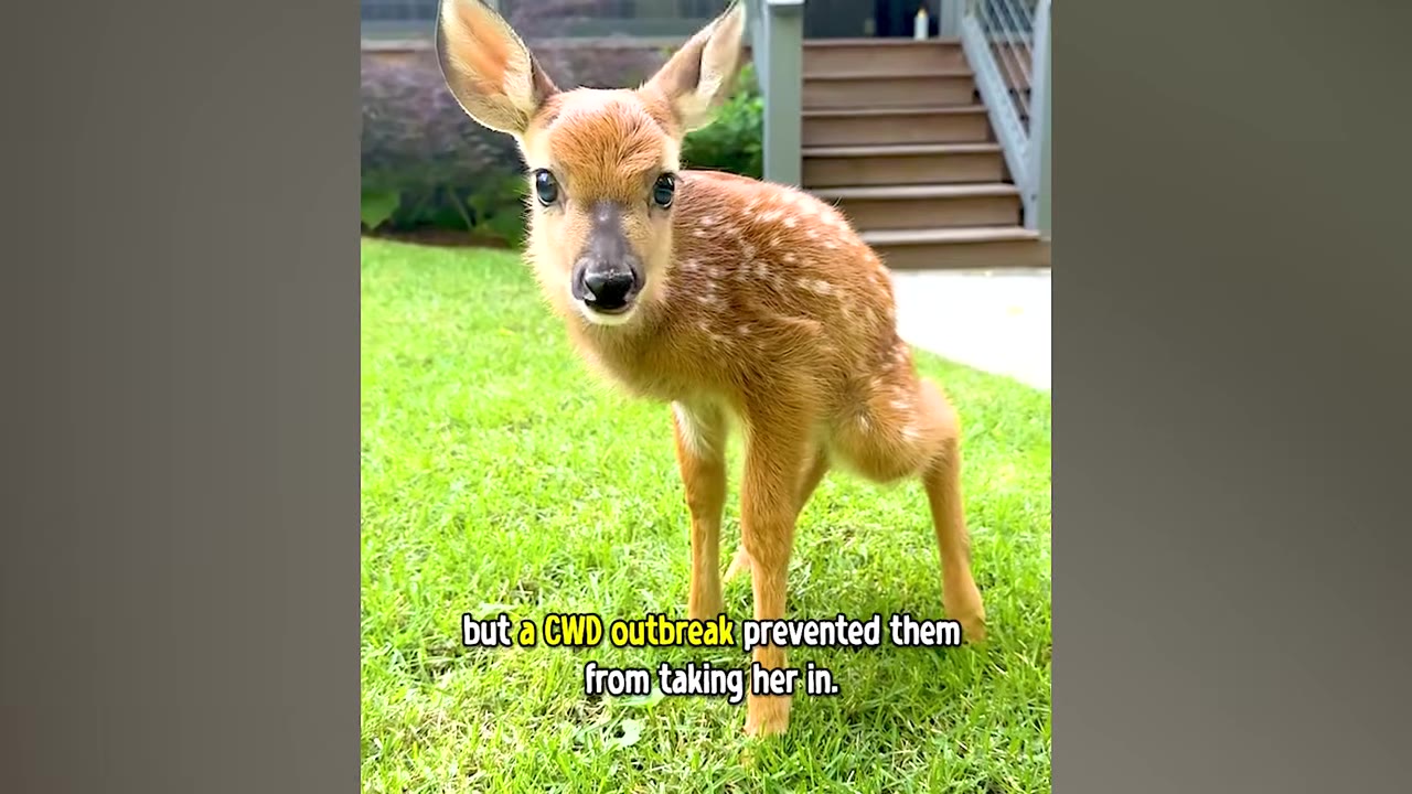 A close-up shot of a small, spotted fawn standing on a green lawn, with text overlay reading 'but a CWD outbreak prevented them from taking her in.'
