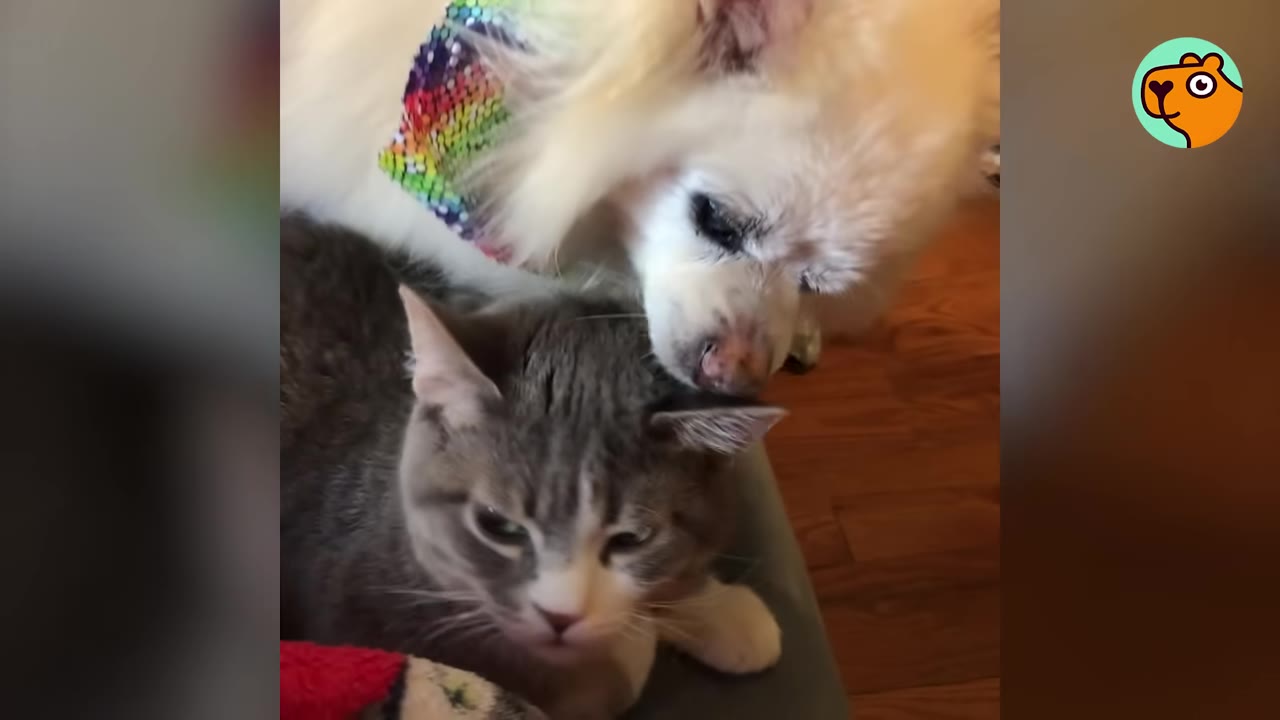 A fluffy white dog wearing a colorful rainbow collar gently rests its head on a grey and white cat.