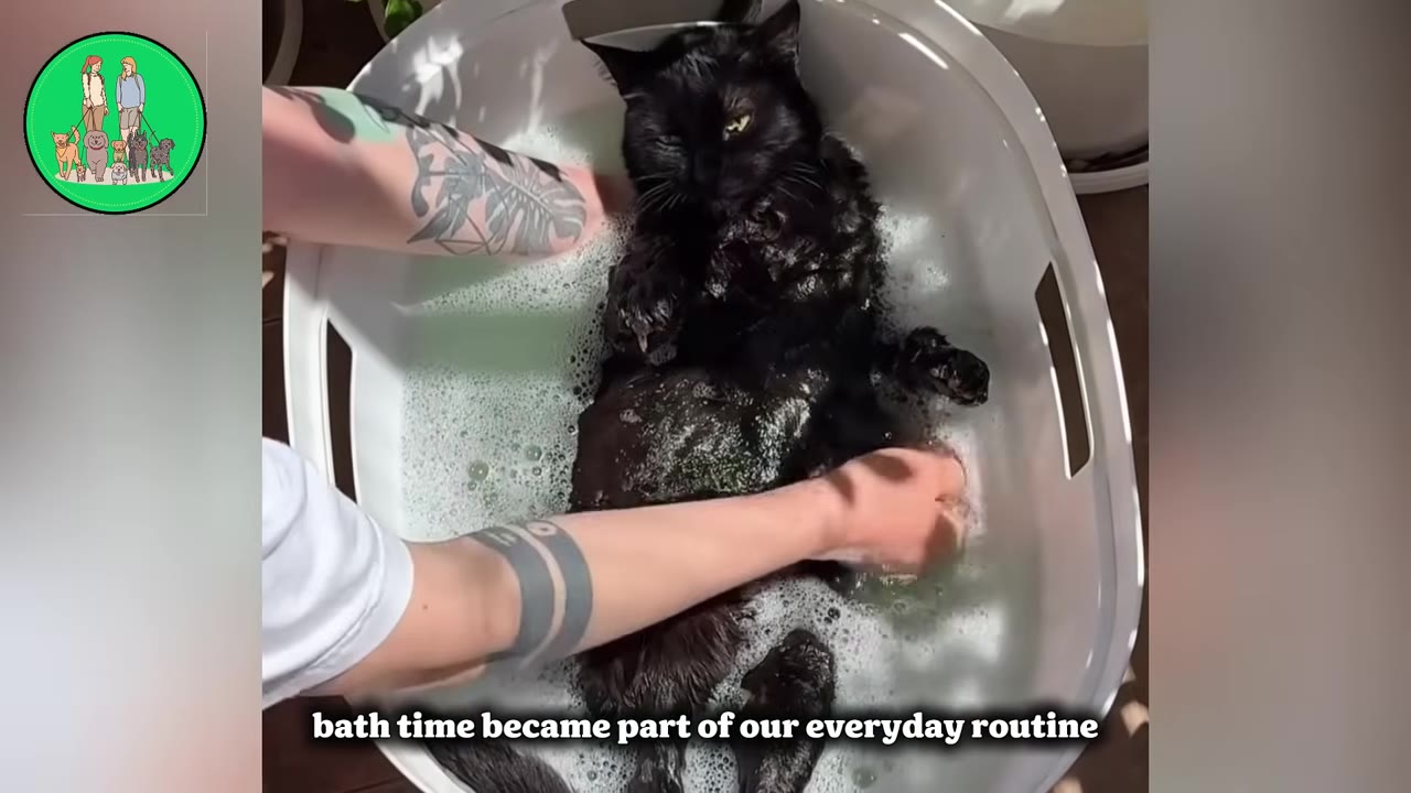 A black cat lies on its back in a white tub of soapy water while a person with tattooed arms gently washes its belly.