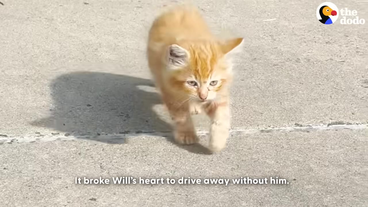 A small, fluffy orange kitten walks forward on a concrete surface under the bright sun.