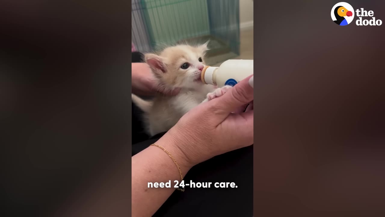 A small orange and white kitten being bottle-fed by a person holding a small nursing bottle.