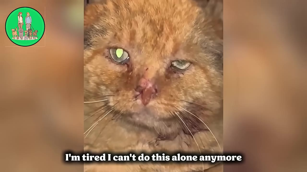 A close-up of an injured orange cat with visible cuts on its nose and tired eyes.