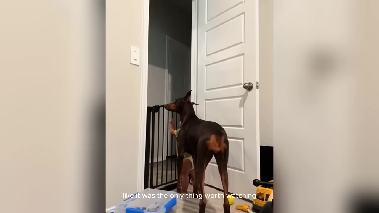 A brown Doberman stands by a black safety gate, looking intently at a young child on the other side of the doorway.