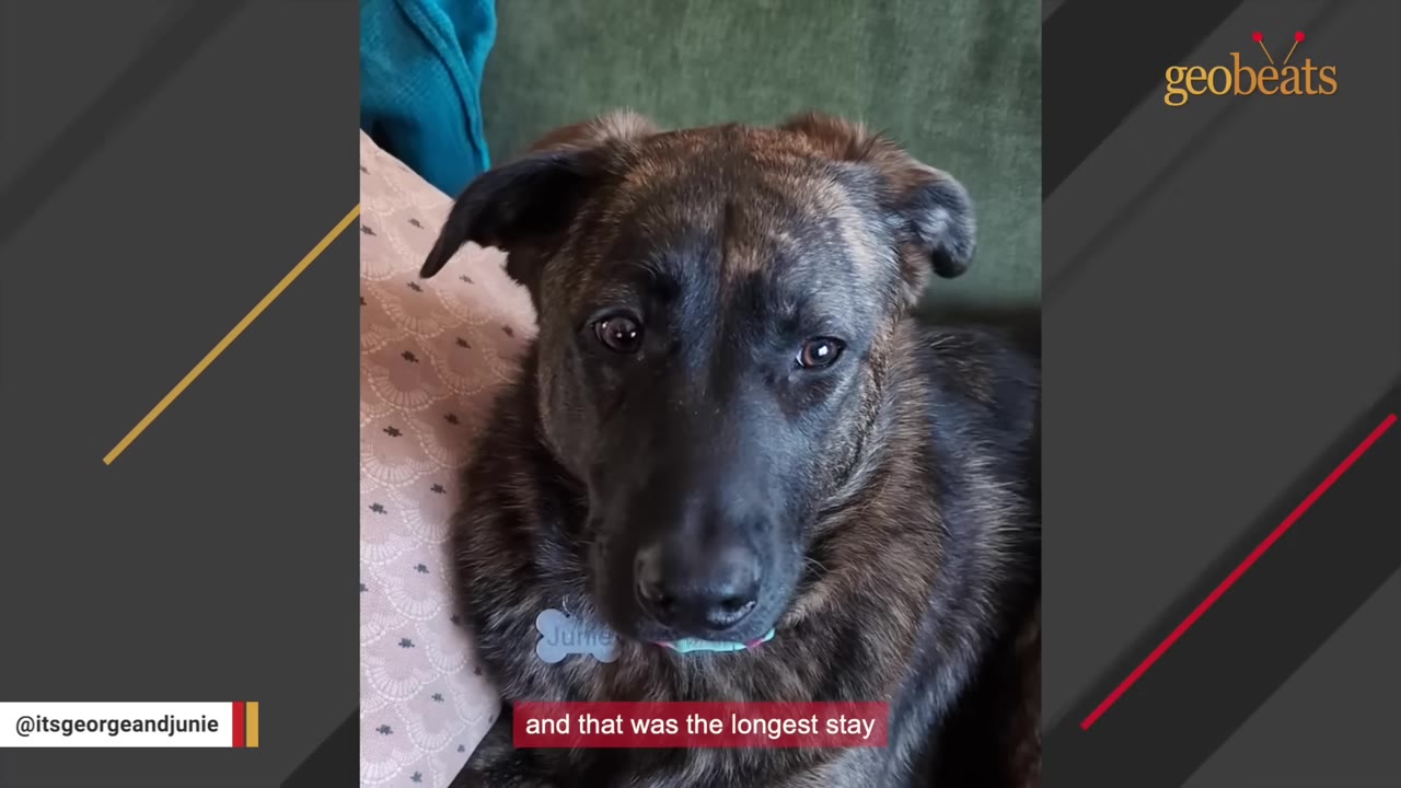 A close-up portrait of a brindle dog with dark eyes looking directly at the camera while resting on a couch.