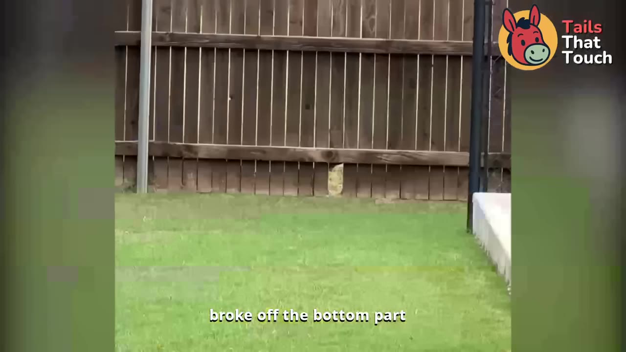 A close-up view of a wooden fence with a small gap broken out at the bottom, showing the grass on the other side.