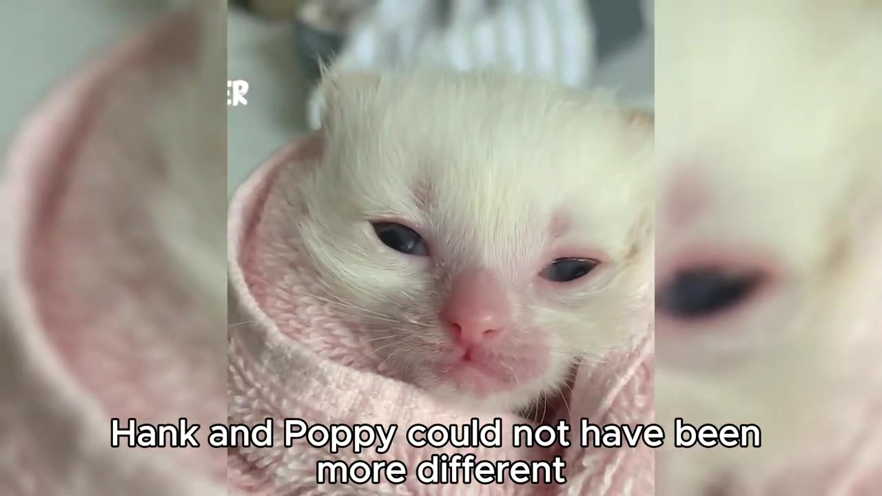 A close-up of a tiny white kitten with blue eyes wrapped snugly in a pink knit blanket.