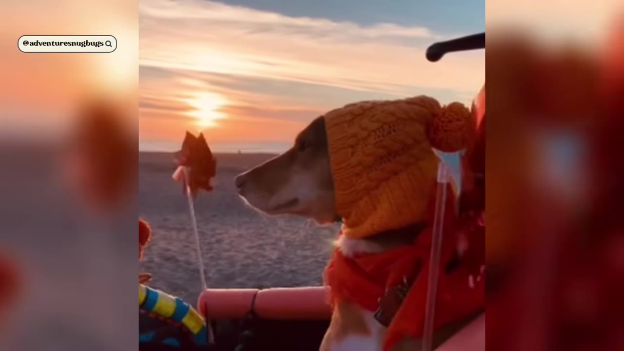 A dog wearing an orange knit beanie and a red scarf looks out toward a sunset over a sandy beach.