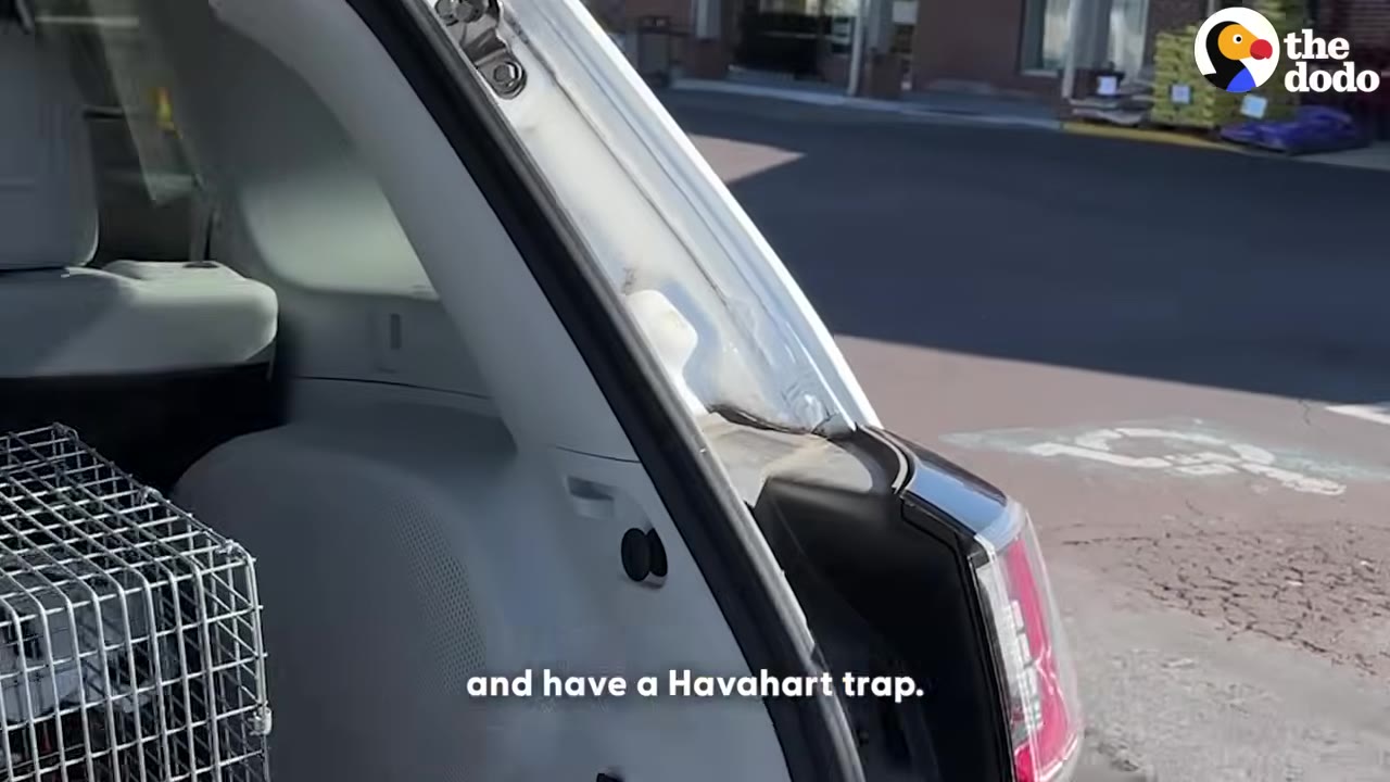 A wire Havahart animal trap sits inside the open trunk of a white car parked on a street.