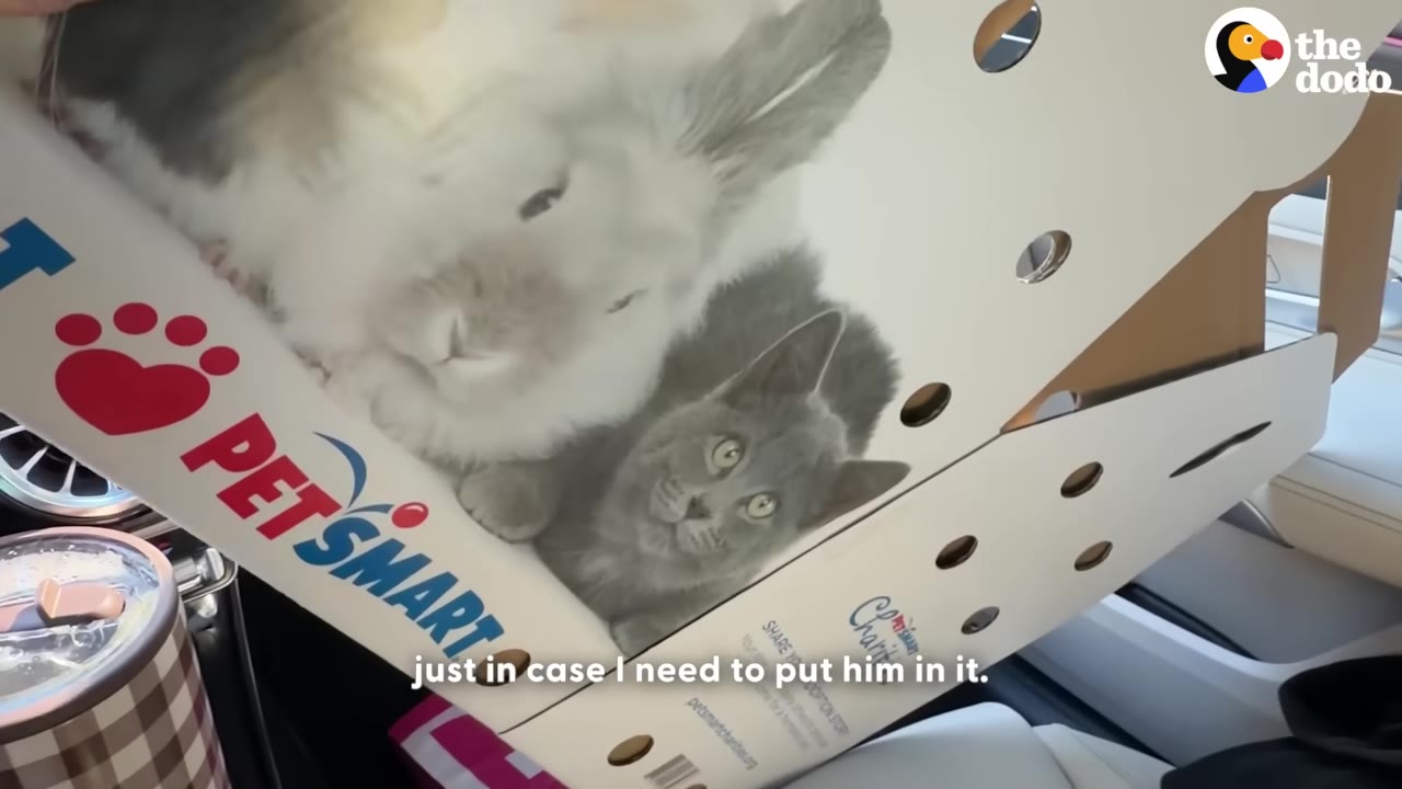 A cardboard PetSmart pet carrier box with illustrations of a rabbit and a kitten on the side, sitting on a car seat.