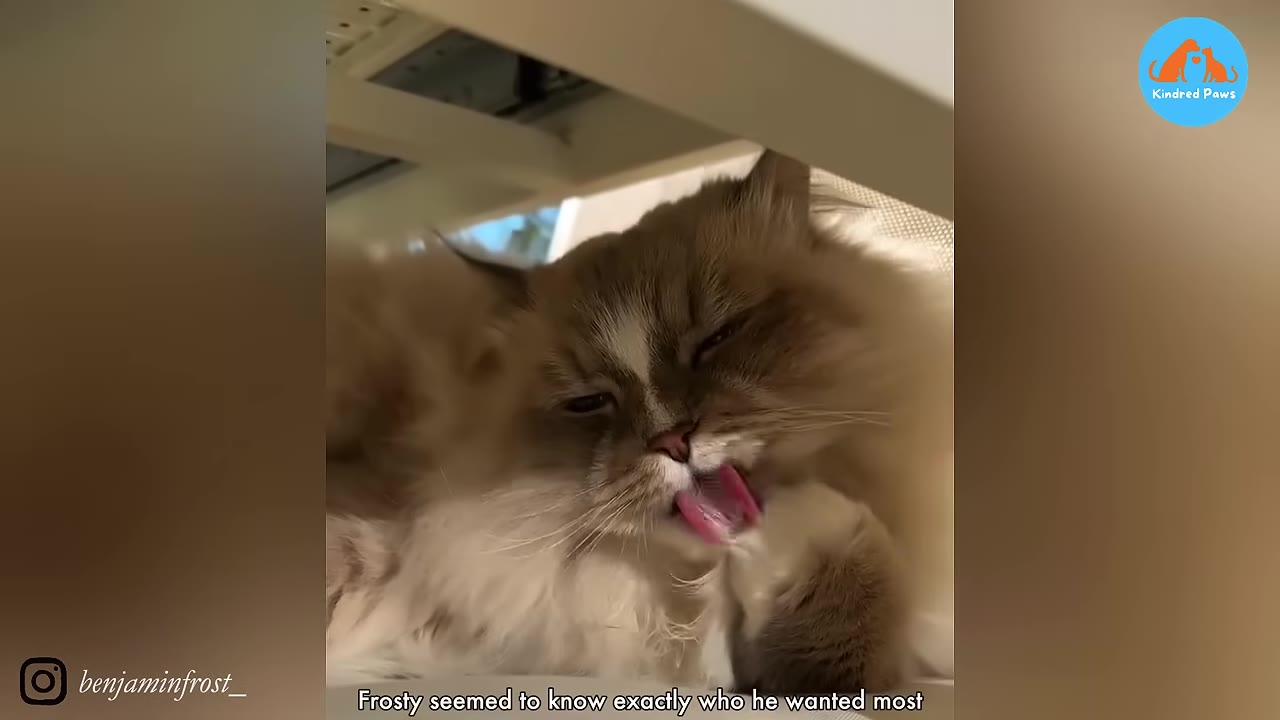 A fluffy, long-haired cat with dark ears and face markings lies under a white structure, licking its paw with its pink tongue visible.
