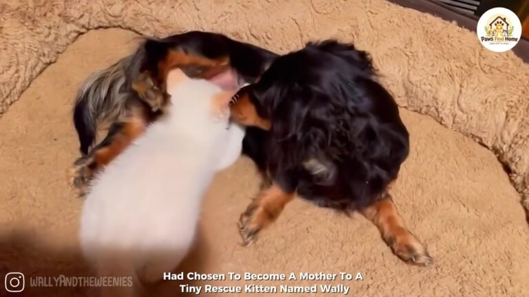 Orphaned Kitten In Georgia Desperately Searching For Comfort Chooses Doberman As His Mother