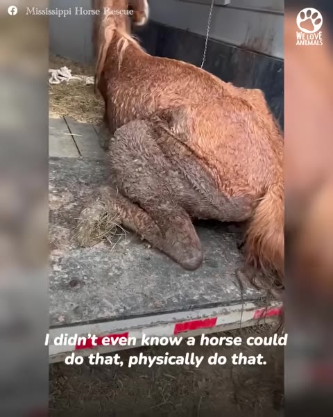 A thin, light brown horse collapsed on its hindquarters on a metal trailer ramp.