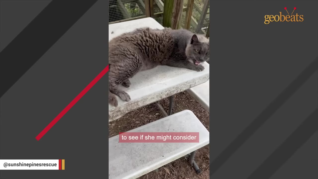 A senior grey cat with thick fur lies on a white picnic table outdoors.