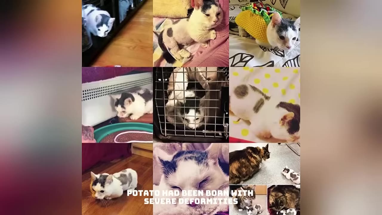A collage of nine photos showing a white and black cat with short, deformed legs in various settings, with the text 'POTATO HAD BEEN BORN WITH SEVERE DEFORMITIES' overlaid at the bottom.