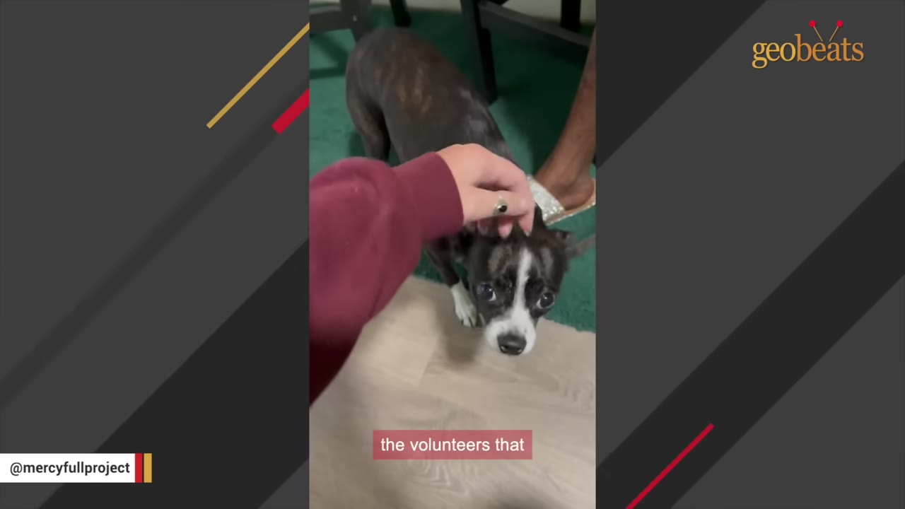 A volunteer's hand gently pets a small, black-and-white dog with large, expressive eyes as it looks up.