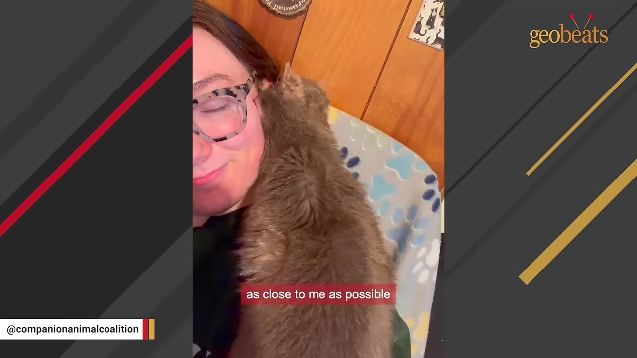 A fluffy grey cat snuggles closely against the cheek of a smiling woman wearing glasses.