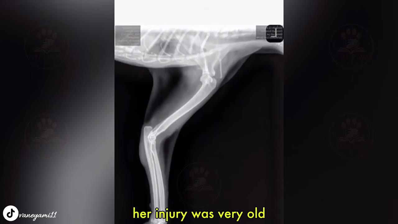 An X-ray of a cat's leg showing the bone structure, representing the medical diagnosis at the clinic.