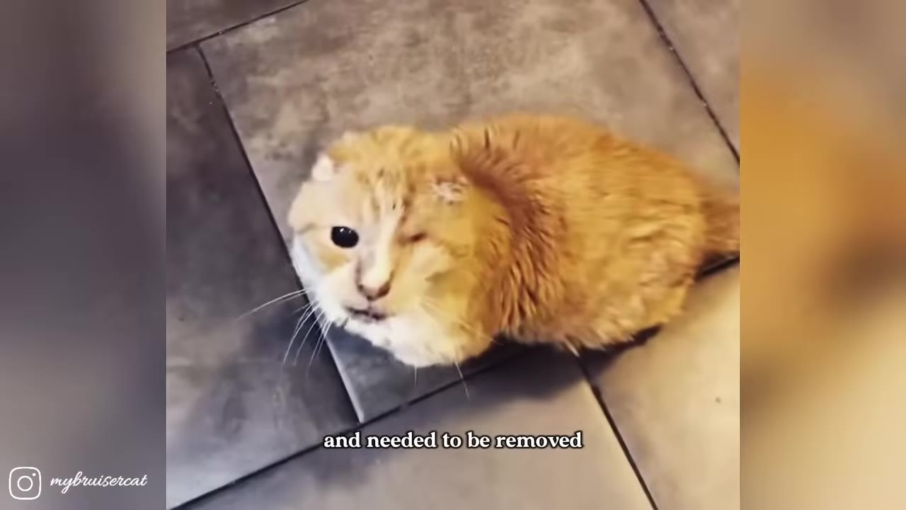 An orange cat with an injured left eye sitting on a tiled floor, looking up.
