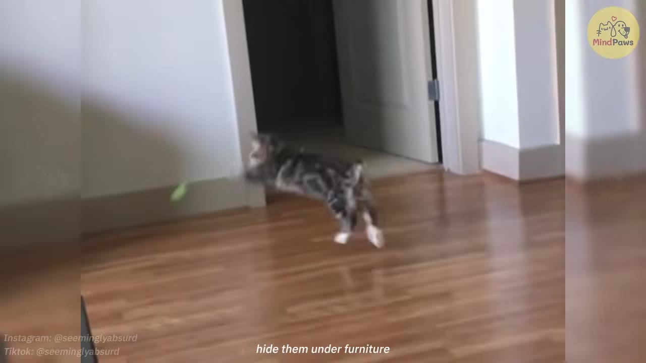 A tabby cat leaps mid-air across a wooden floor, chasing after a small green toy.