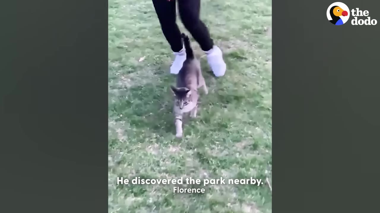 A tabby cat walks on green grass in a park, with a person's legs in black pants and white shoes walking behind it.