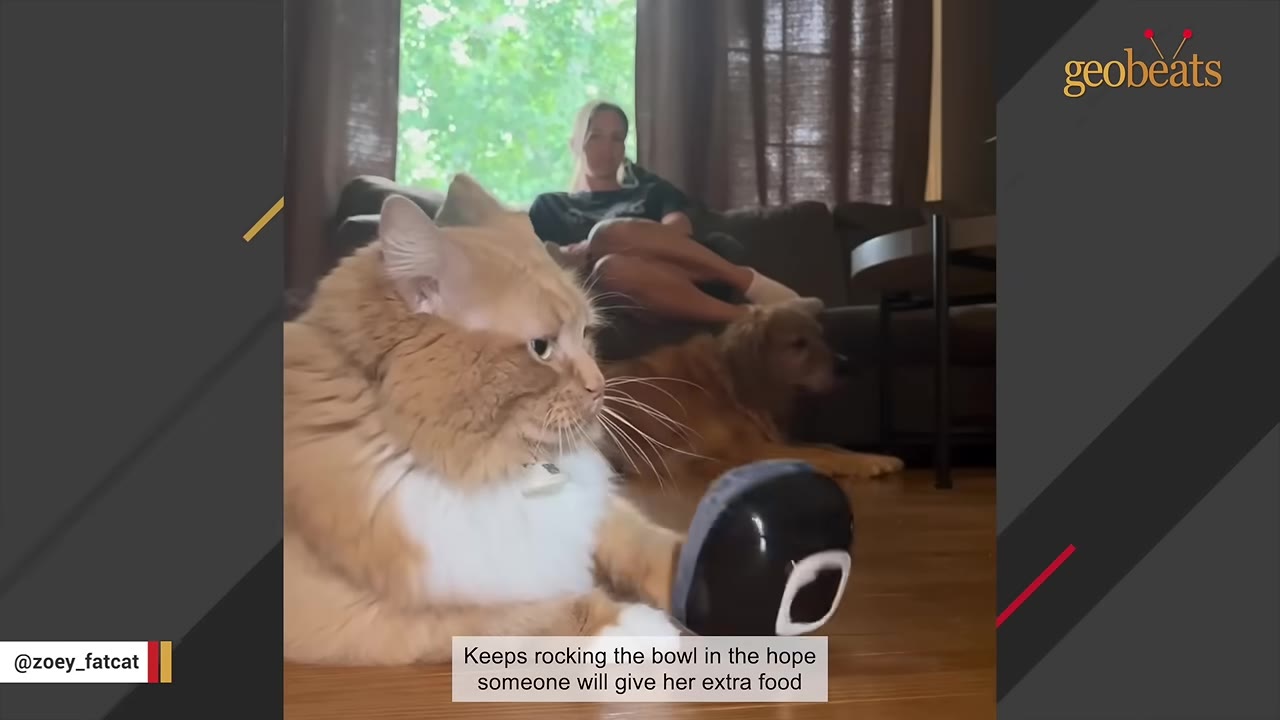 An orange and white cat sits on a wooden floor, tipping a black bowl with its paw while looking intently at it, with a dog and a person sitting on a couch in the background.
