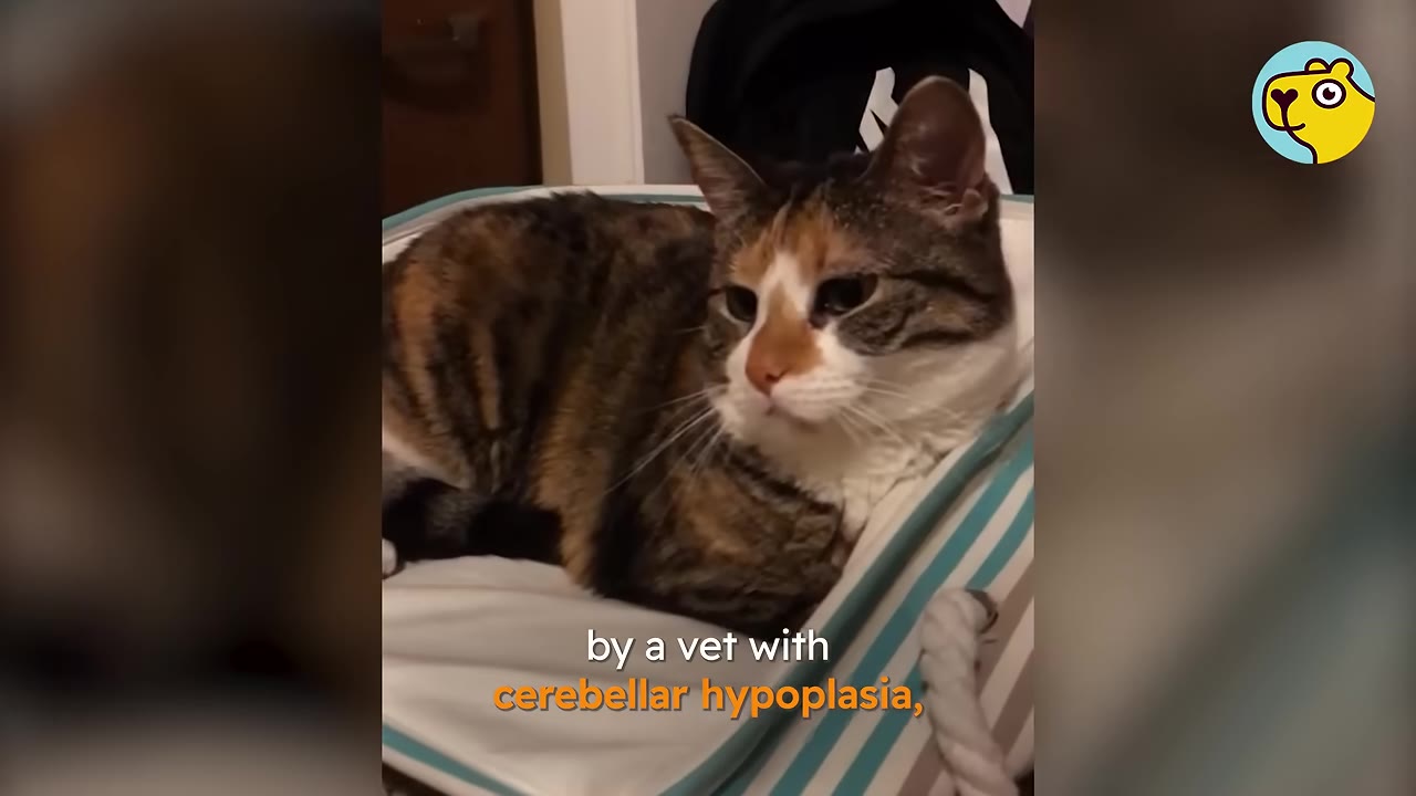 A calico cat sitting inside a blue and white striped basket, looking off to the side, with text on screen reading 'by a vet with cerebellar hypoplasia,'.