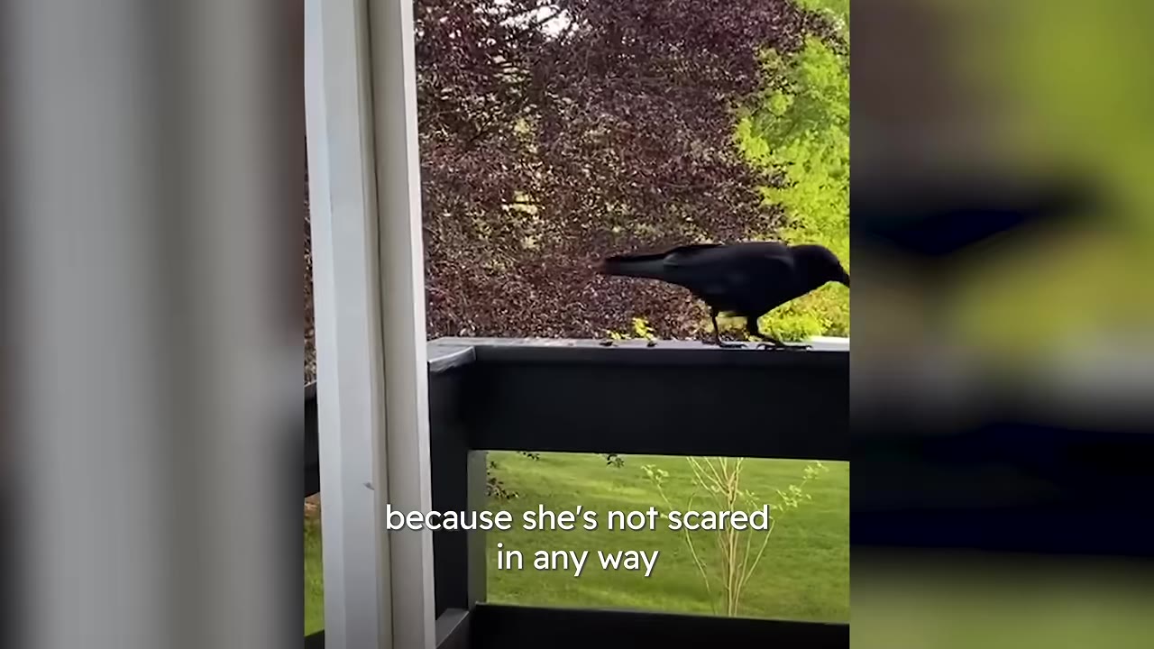 A black crow walks along a dark balcony railing with green grass and trees in the background.