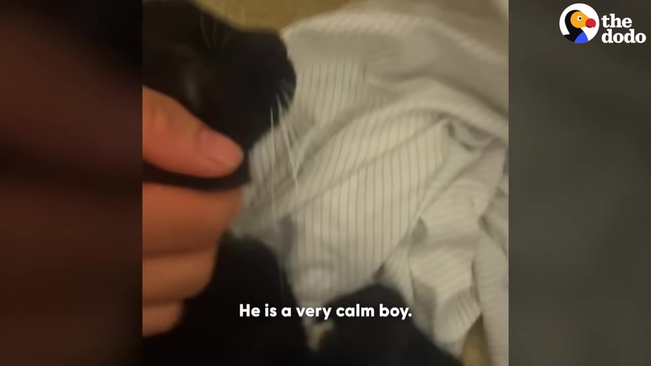 A close-up of a black cat being gently petted on the head while resting on a white striped blanket.