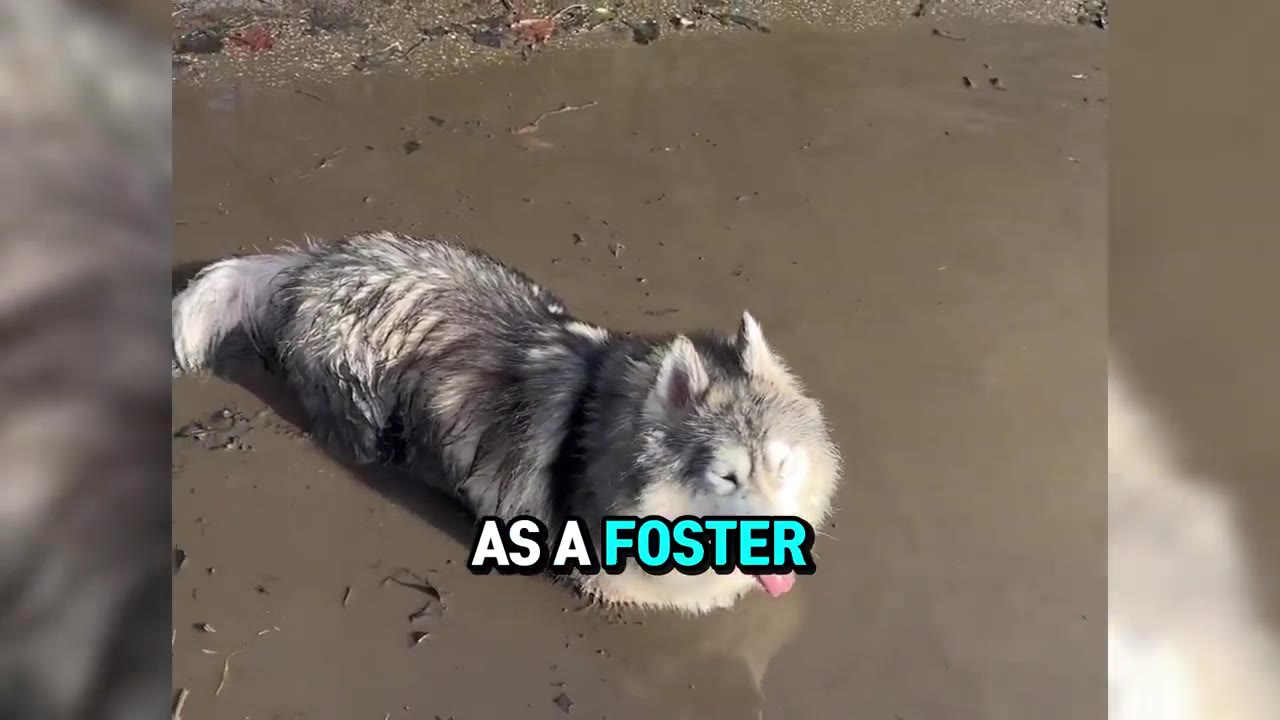 A fluffy grey and white husky lies down in a shallow, muddy puddle of water.
