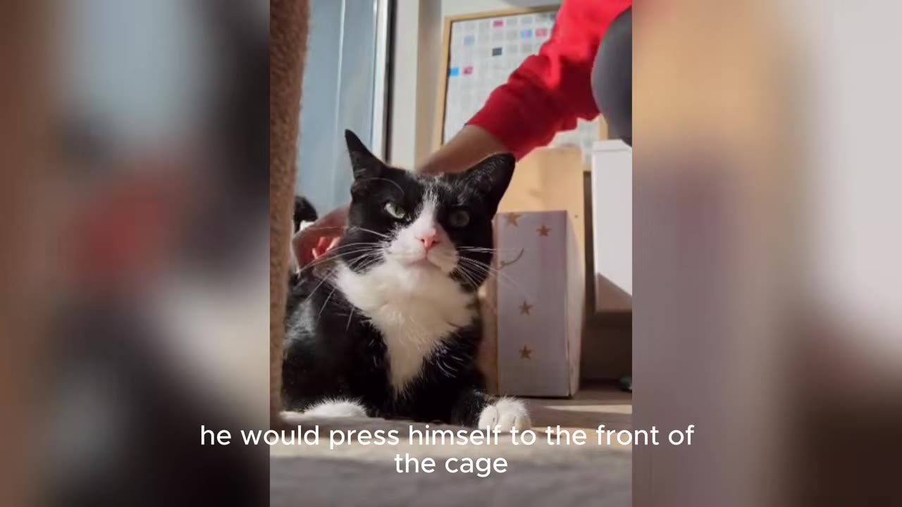 A black and white cat with green eyes looks directly forward while being gently petted on the back by a person wearing a red sleeve.
