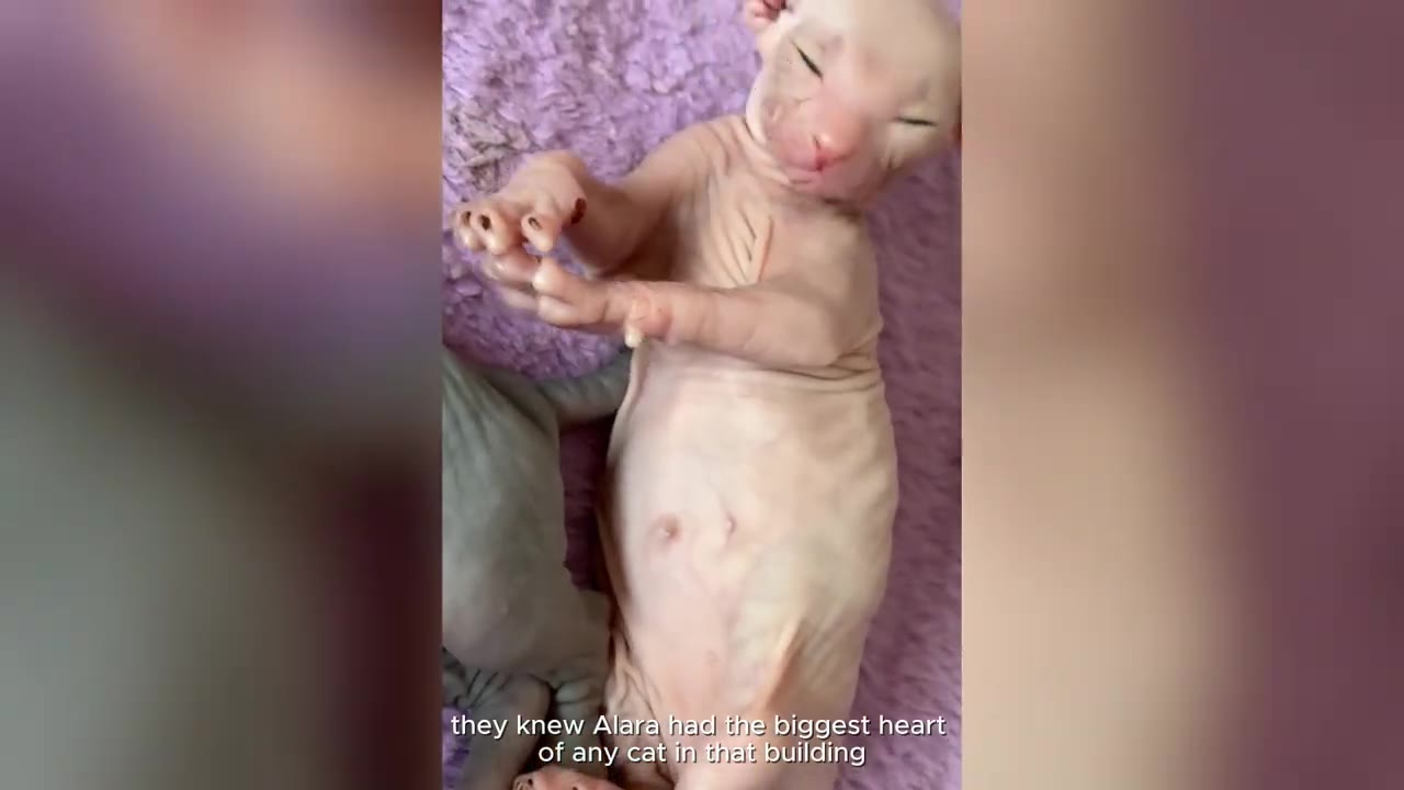 A small, hairless pink kitten lies on its back on a soft purple blanket, stretching its tiny paws upward.