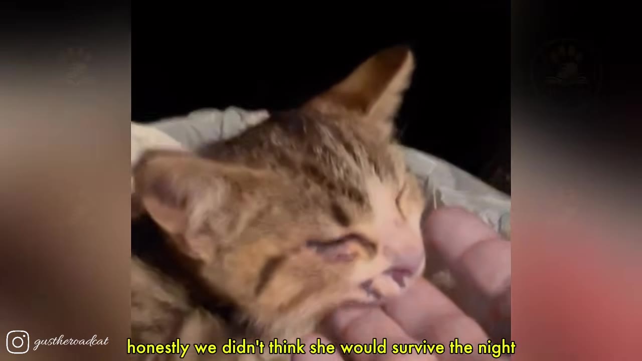 A close-up of a small, injured brown tabby kitten resting its head gently against a person's hand.