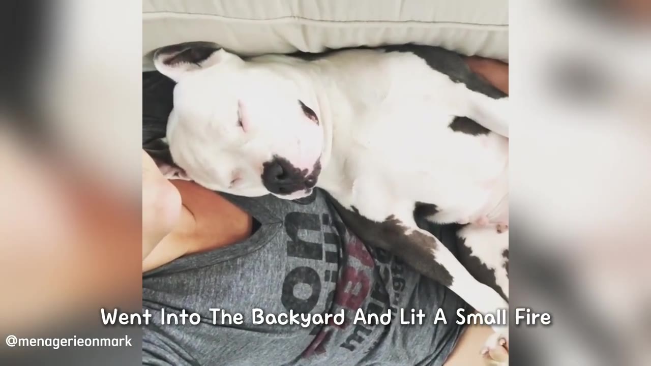 A white dog with black patches sleeping peacefully on a person's chest.