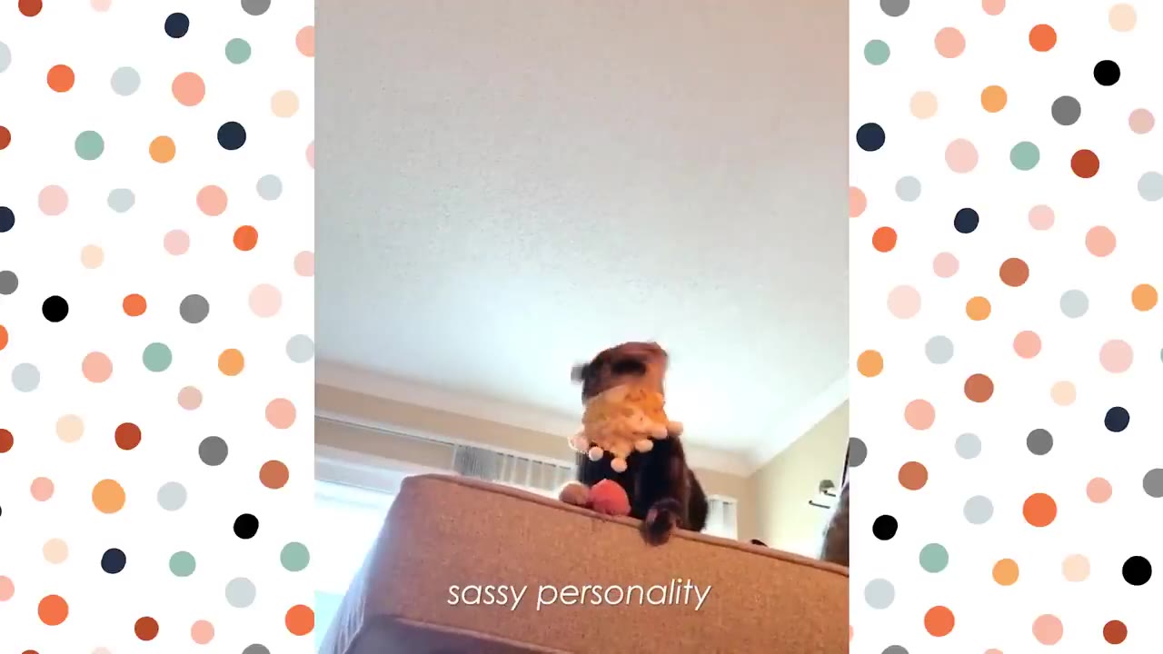 A tortoiseshell cat wearing a collar stands on top of a sofa cushion, holding a toy in its mouth under a caption that reads 'sassy personality'.