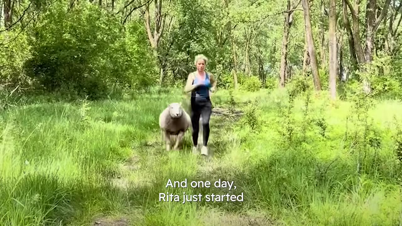 A sheep running along a grassy trail in a wooded area next to a woman who is jogging.