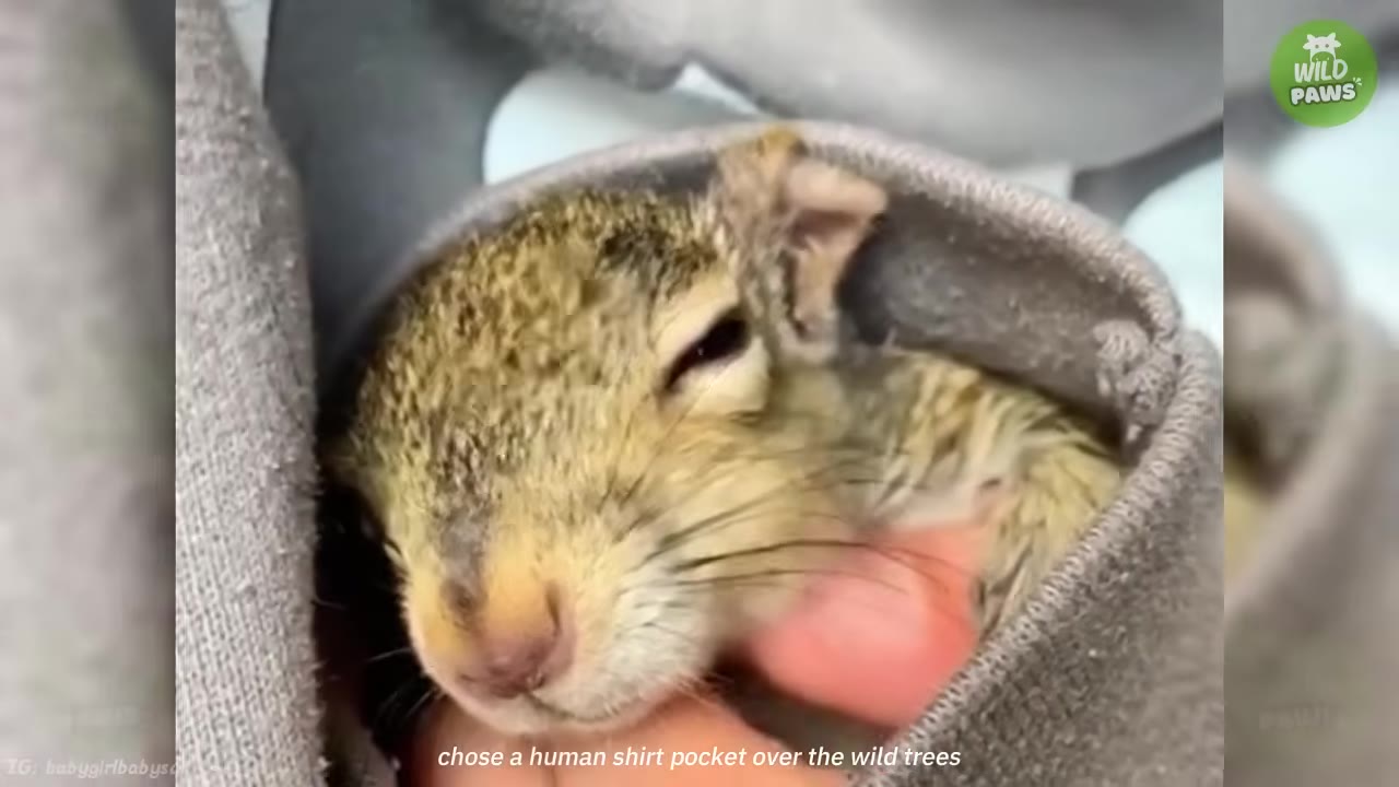 A small, young squirrel nestled snugly inside a grey fabric pocket, resting against a person's hand.