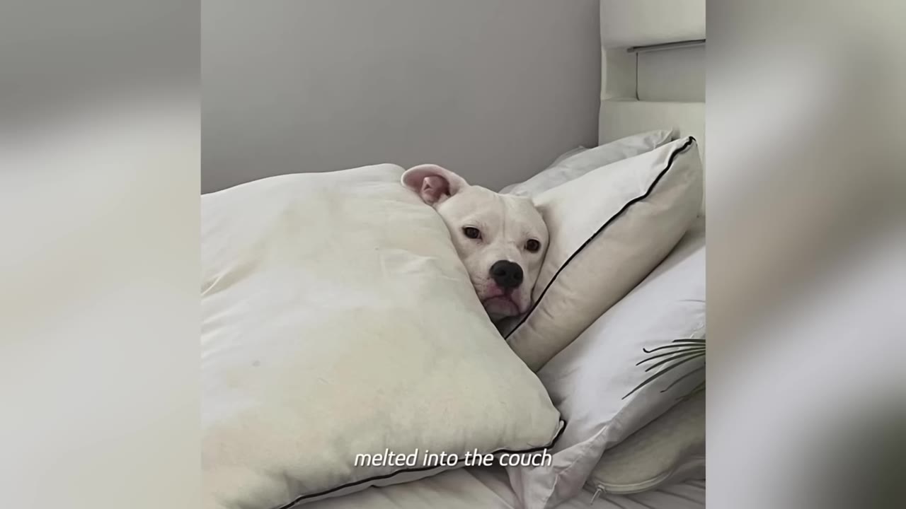 A white dog tucked snugly between white pillows on a bed, looking directly at the camera.