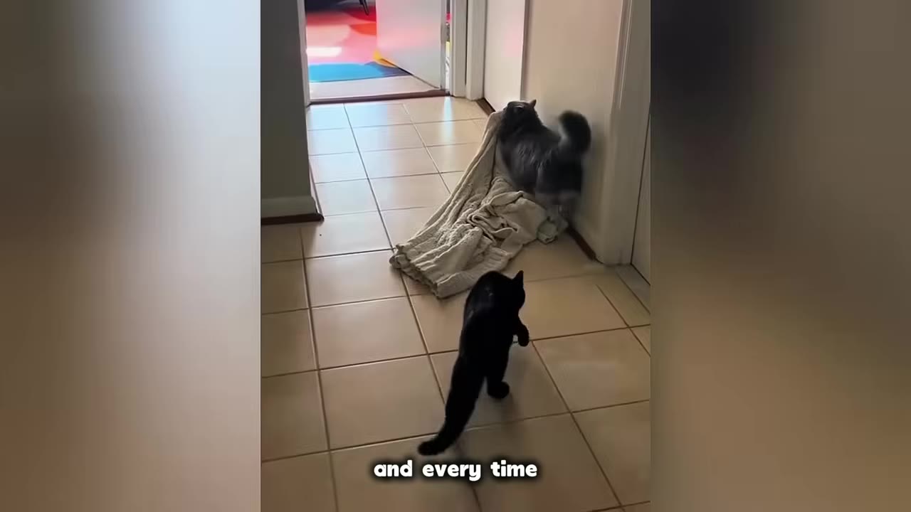 A fluffy grey cat pulls a beige blanket through a doorway on a tiled floor while a black cat watches from behind.