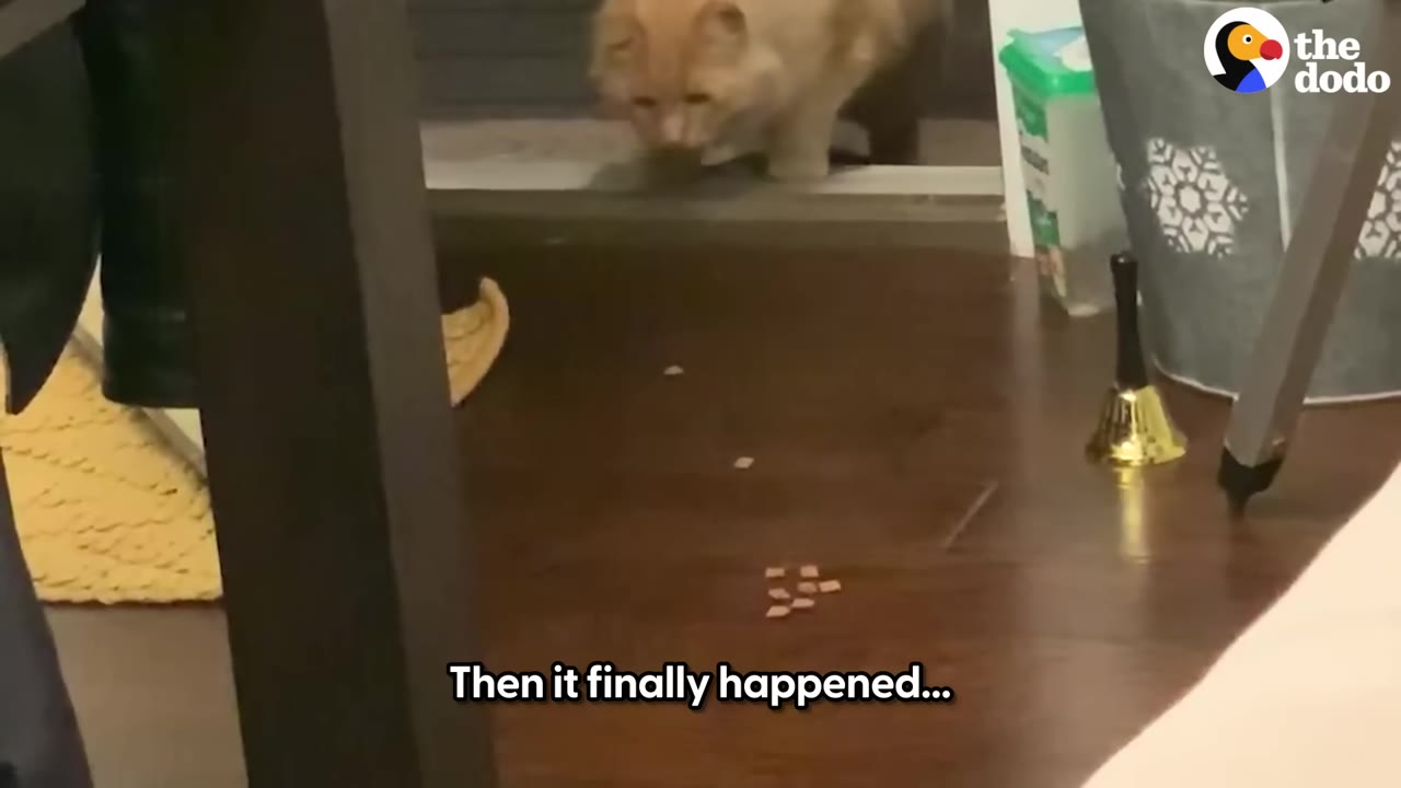 An orange cat cautiously steps through an open doorway onto a dark wood floor where small treats are scattered.