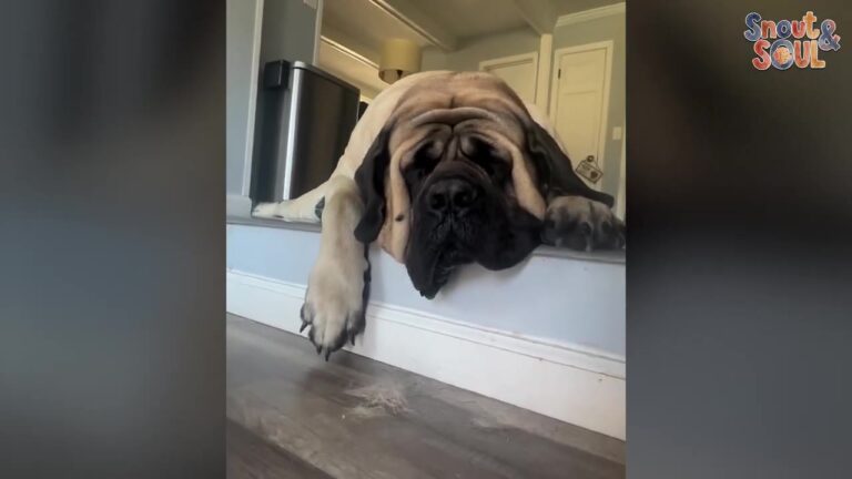 Virginia Puppy Who Grew Into A 235-Pound Giant In 10 Months Still Thinks He’s A Lap Dog
